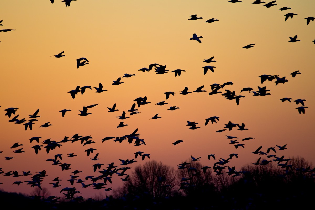 Geese migrating at sunset.